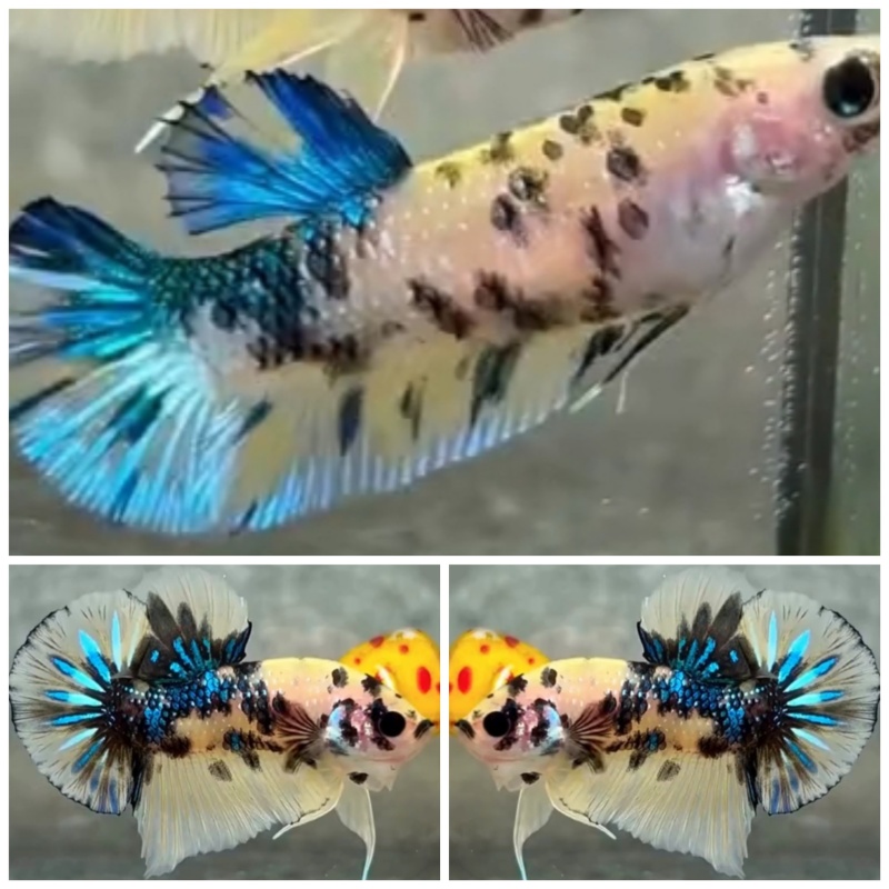 Pair Yellow Multi Metalic
