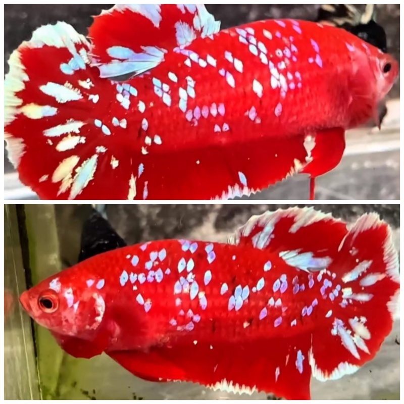Female Red Blue Galaxy