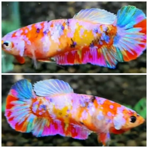Female Candy #2