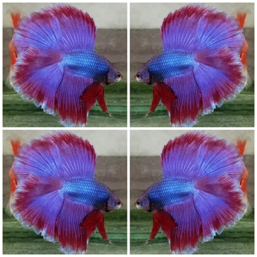 Sweet Purple HMDT
