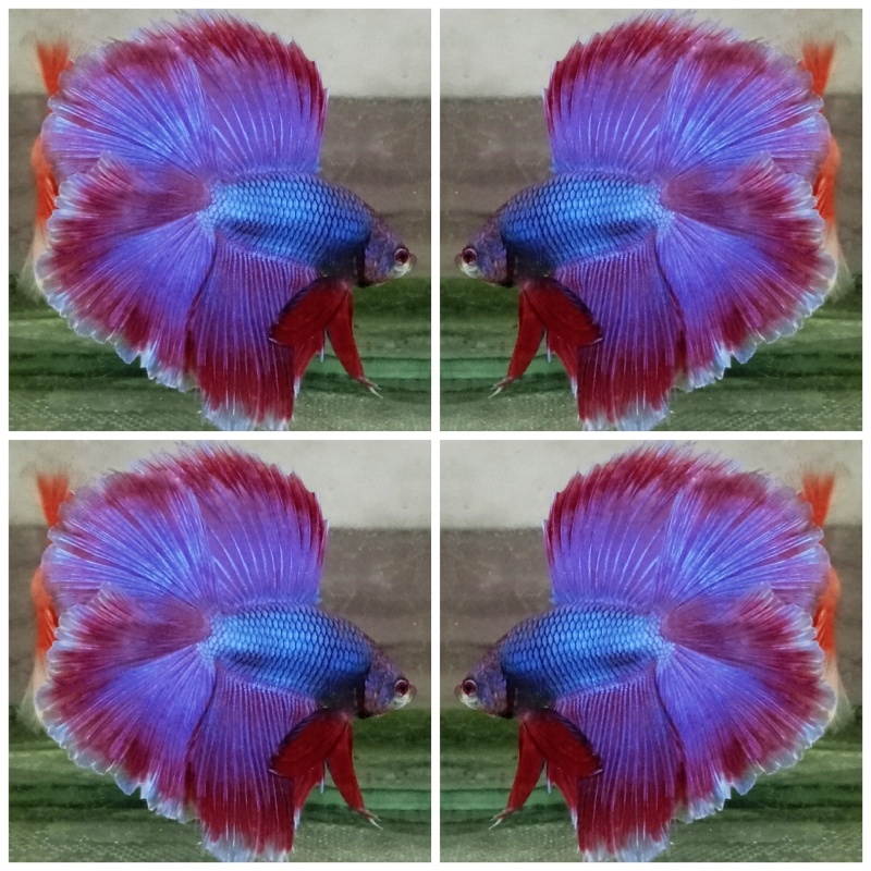 Sweet Purple HMDT