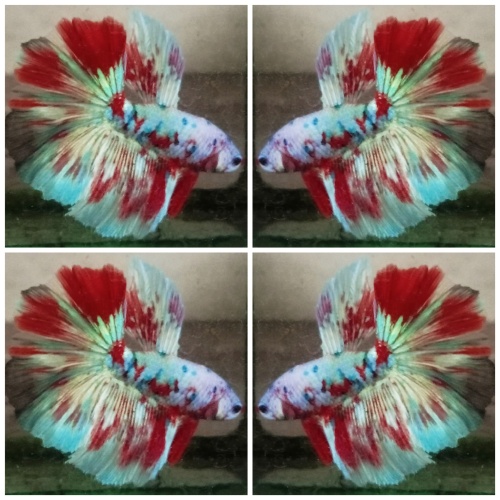 Red Barongsai