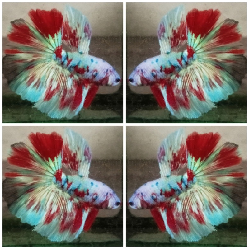 Red Barongsai