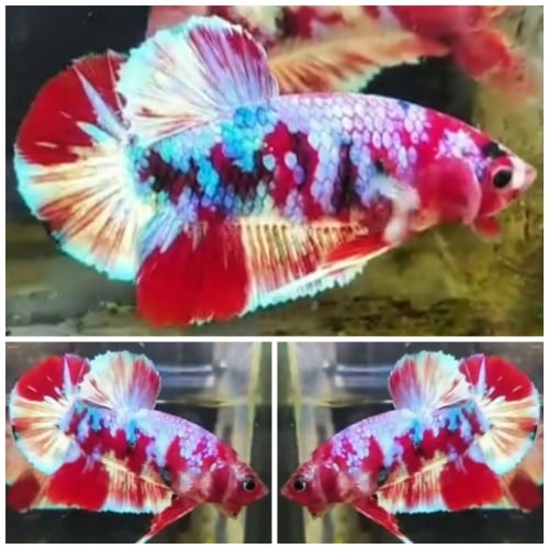 Red Barongsai #1