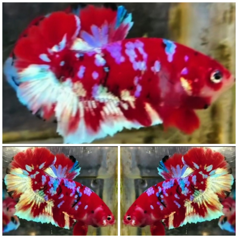 Red Barongsai #3