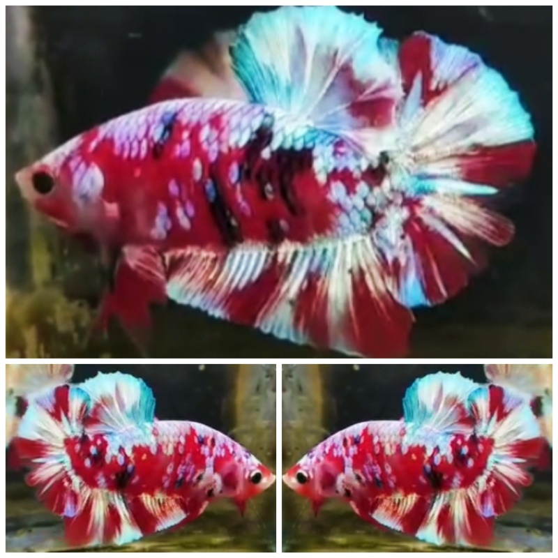 Red Barongsai #2