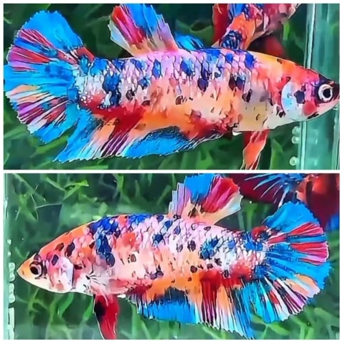 Female Multicolour
