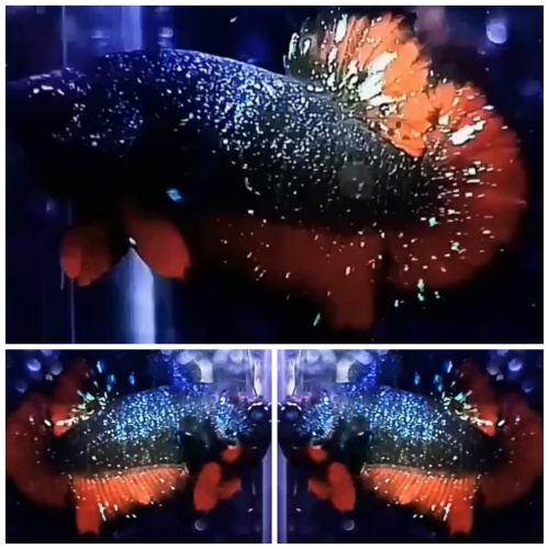 Avatar Nebula #4