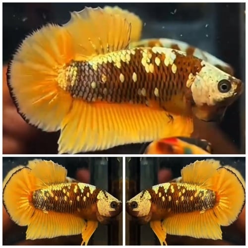 Best Yellow Galaxy
