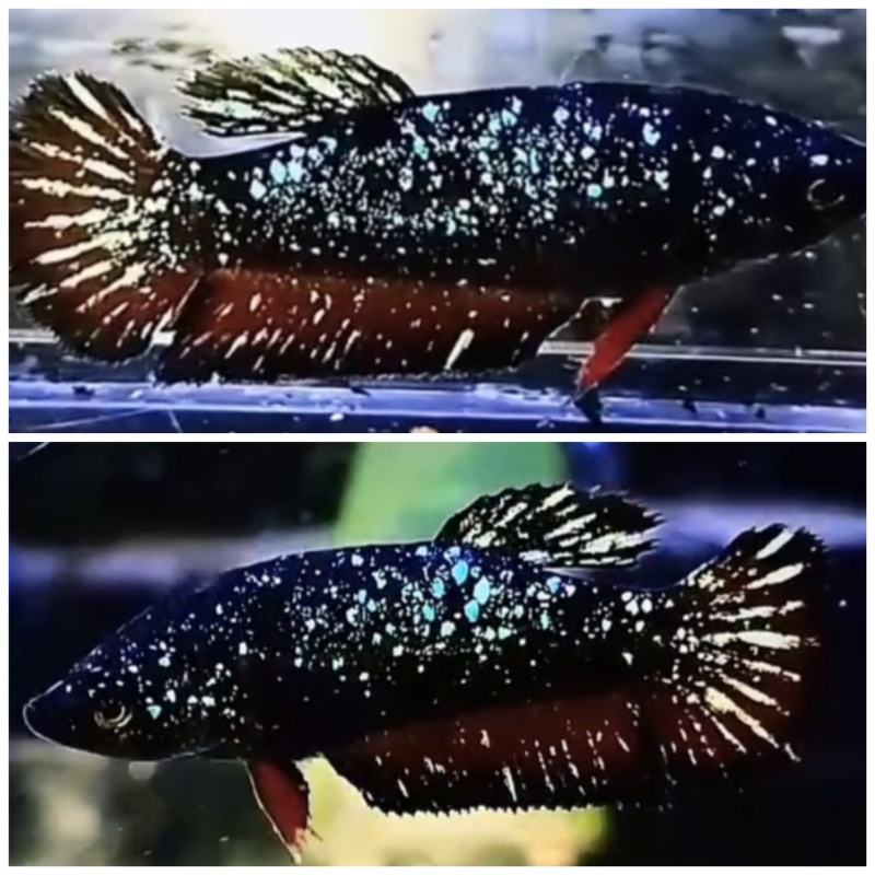Young Female Nebula