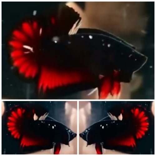 Black Star Tail