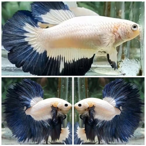 Pair  Blue Rim