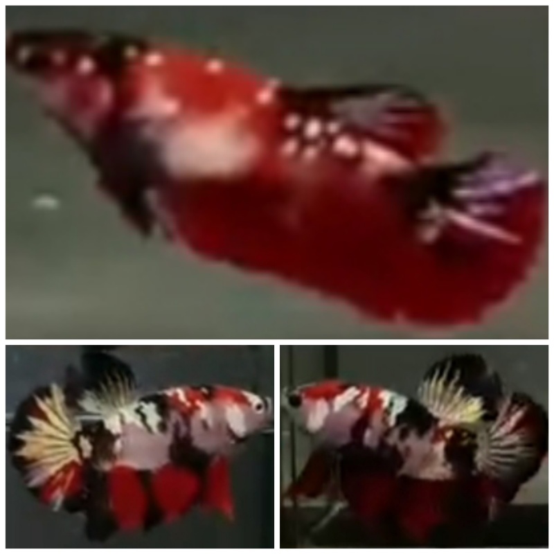 Pair Red Koi Copper