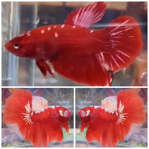 Pair Red Gold Galaxy