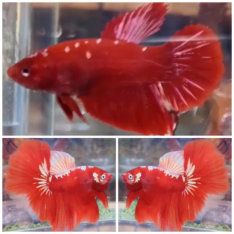 Pair Red Gold Galaxy