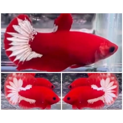 Pair Red FCCP Star Tail