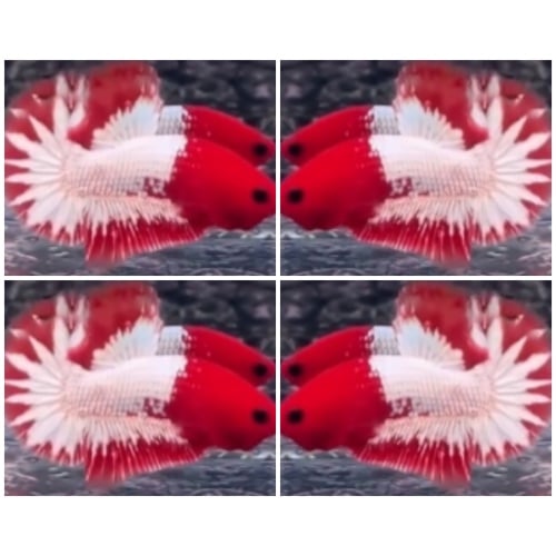 Red Head FCCP Star Tail