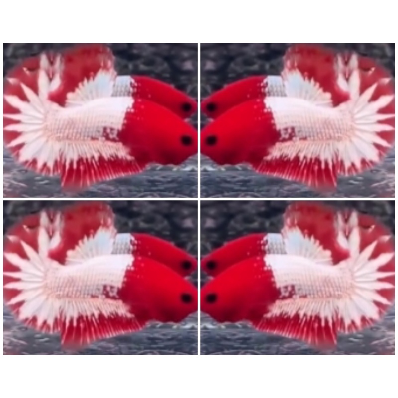 Red Head FCCP Star Tail