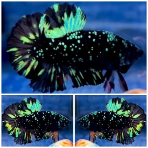Avatar Green Glitter