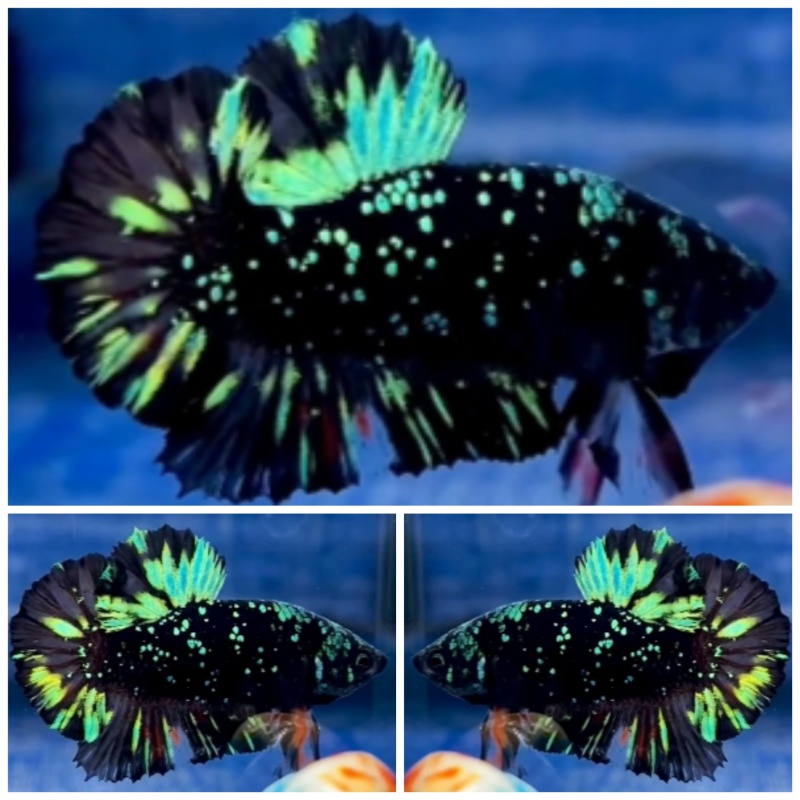 Avatar Green Glitter