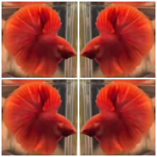 Best Super Red