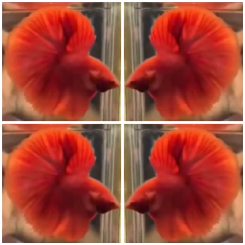 Best Super Red