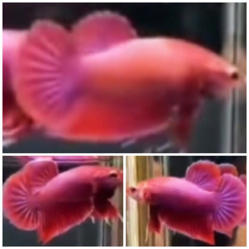 Pair Pinky Purple