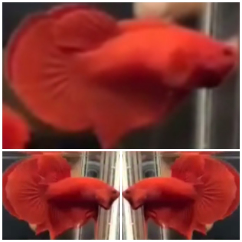Pair Red HMPK