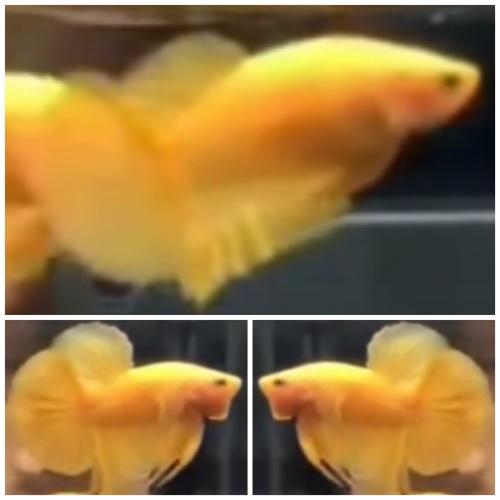 Pair Yellow HMPK