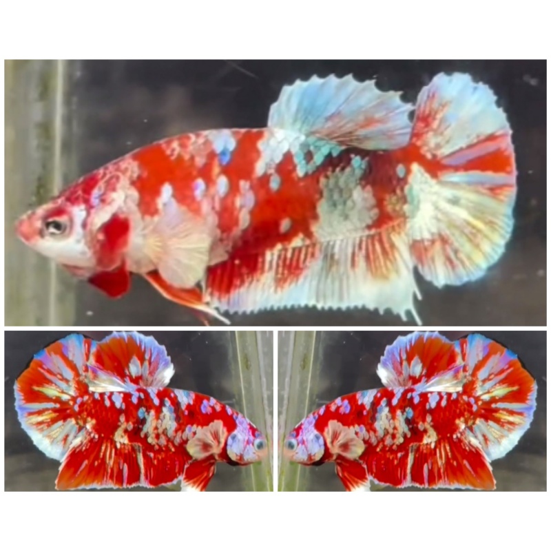 Pair Red Barongsai