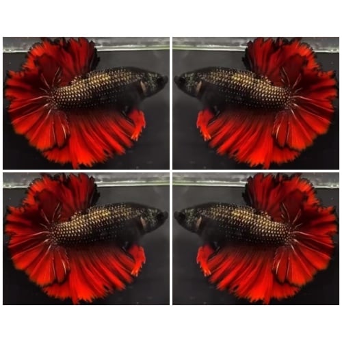 Red Copper King Rosetail