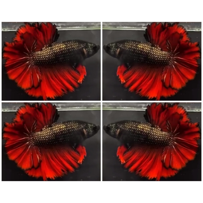 Red Copper King Rosetail