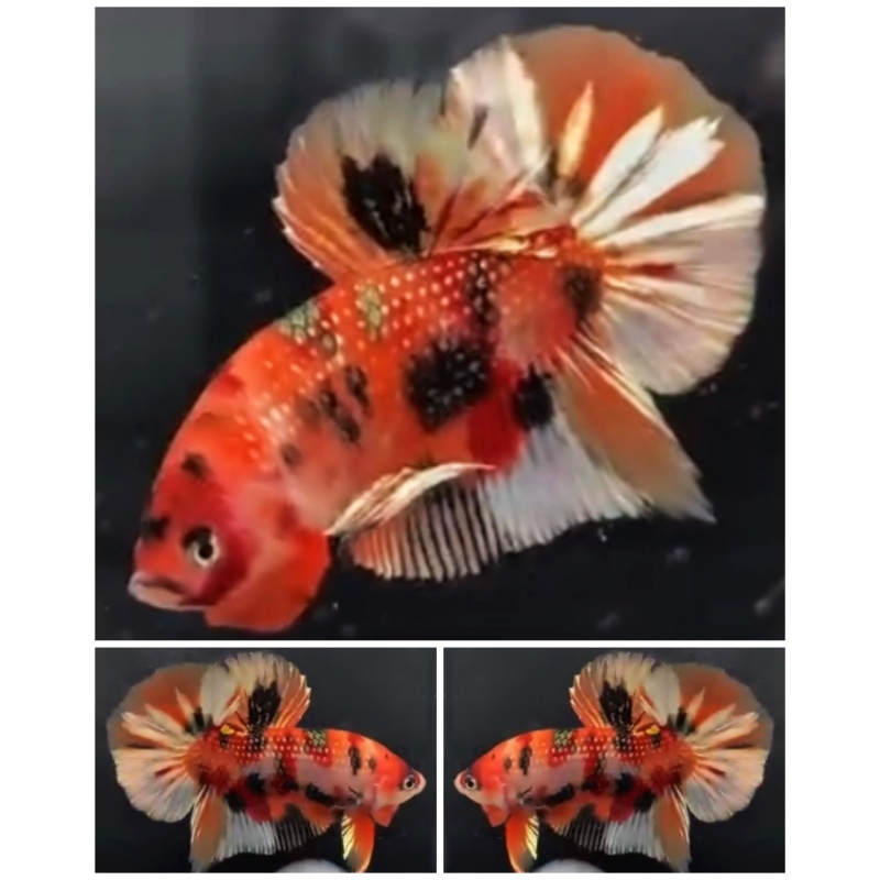 Sweet Nemo Copper