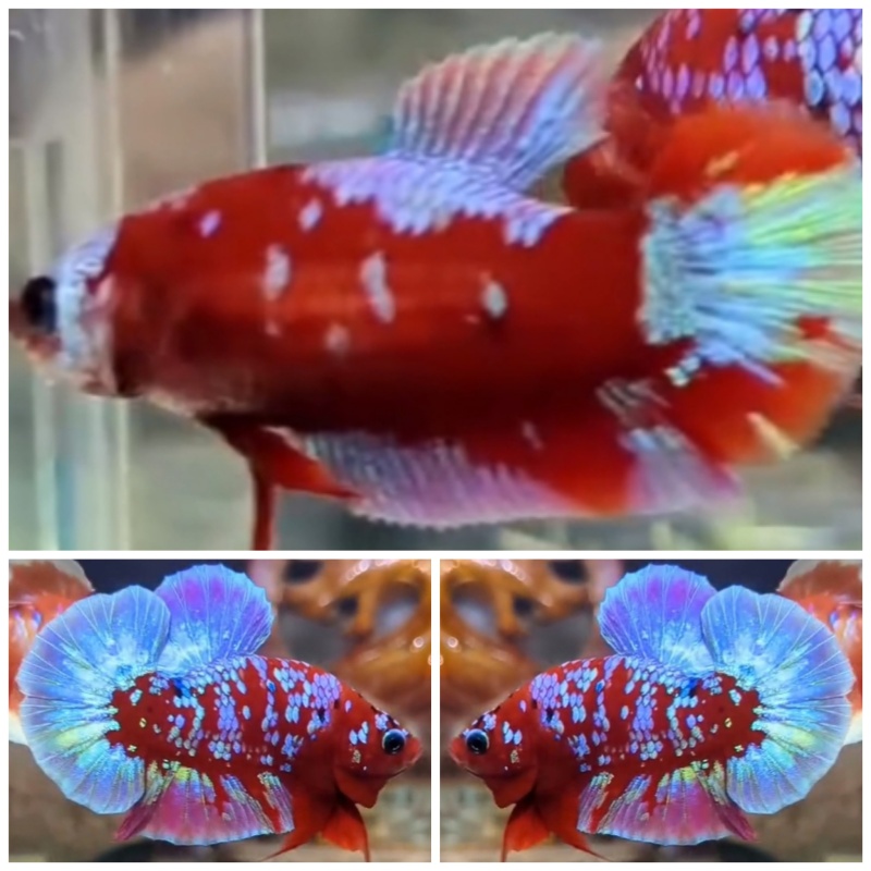 Pair Red Purple Galaxy