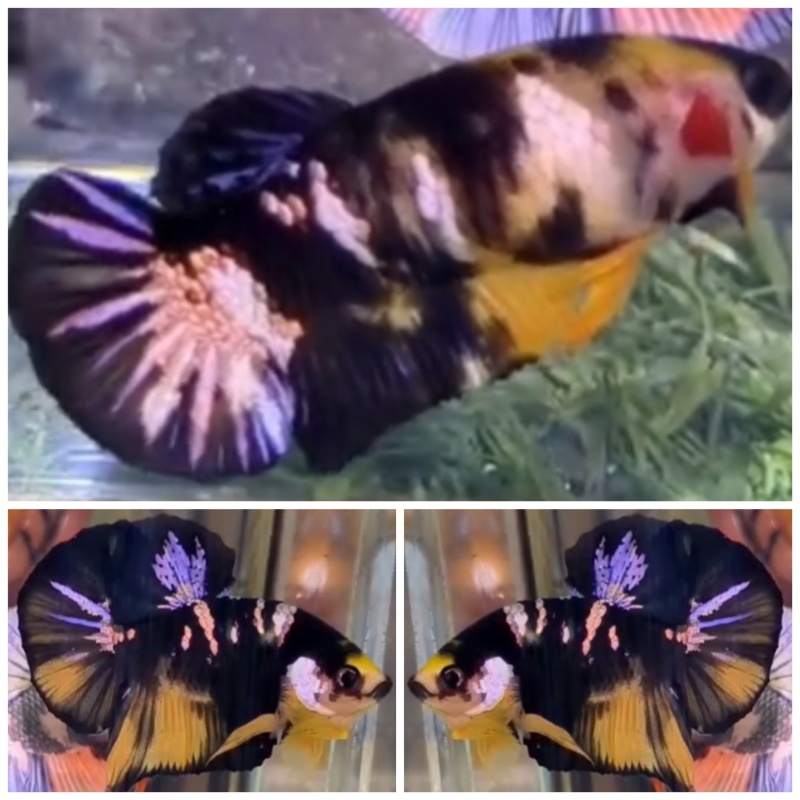 Pair Yellow Bumblebee