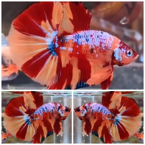 Super Big Tail #5