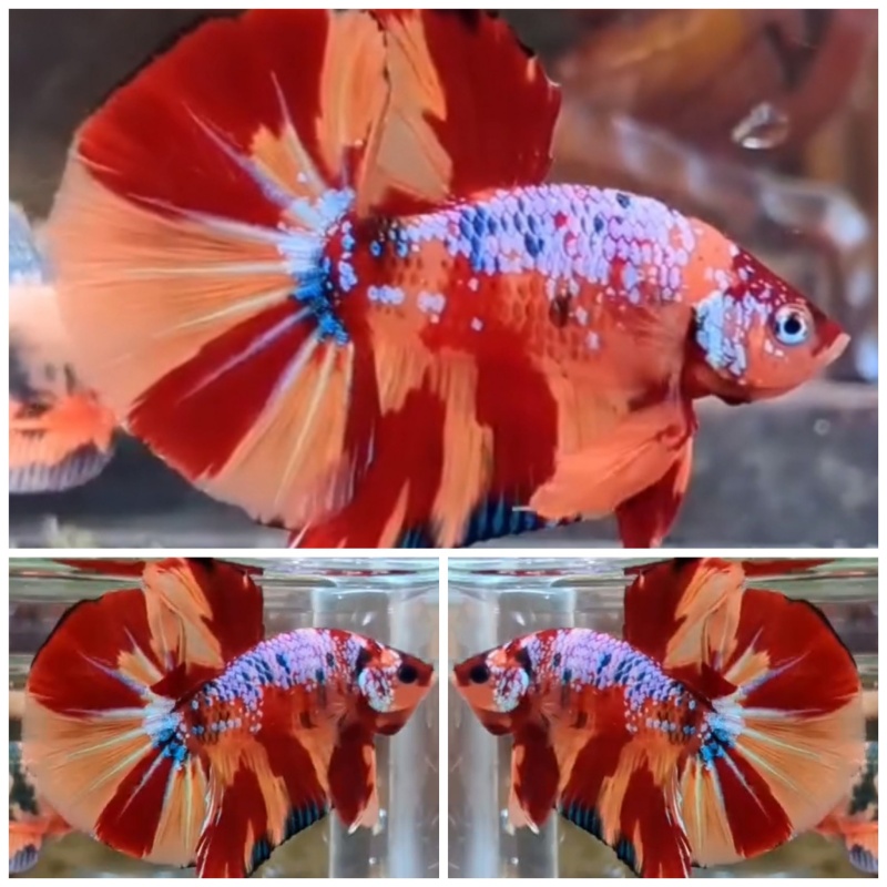 Super Big Tail #5