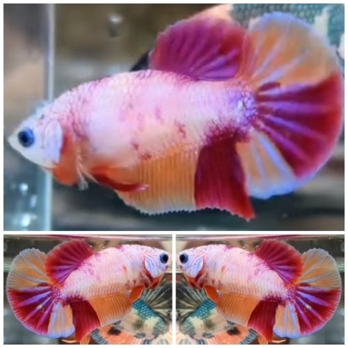 Female Candy HMPK