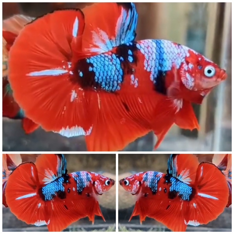 Super Big Tail #4