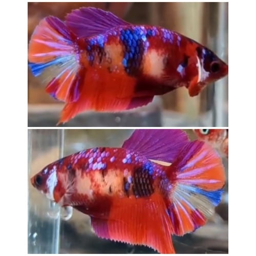 Female Multicolour HMPK