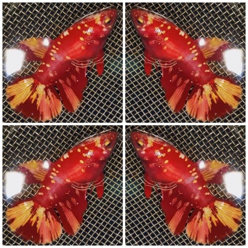 Best Female Red Gold Galaxy