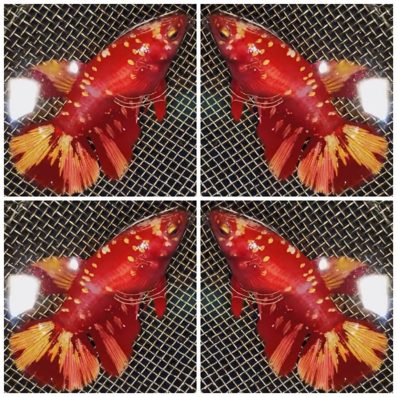 Best Female Red Gold Galaxy