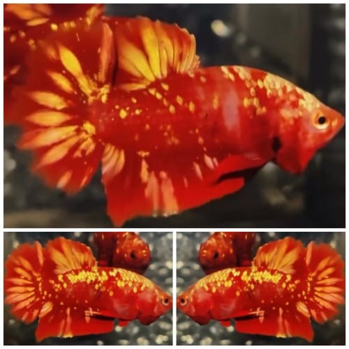Young Red Gold Galaxy