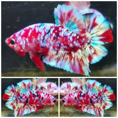 Pearly Barongsai