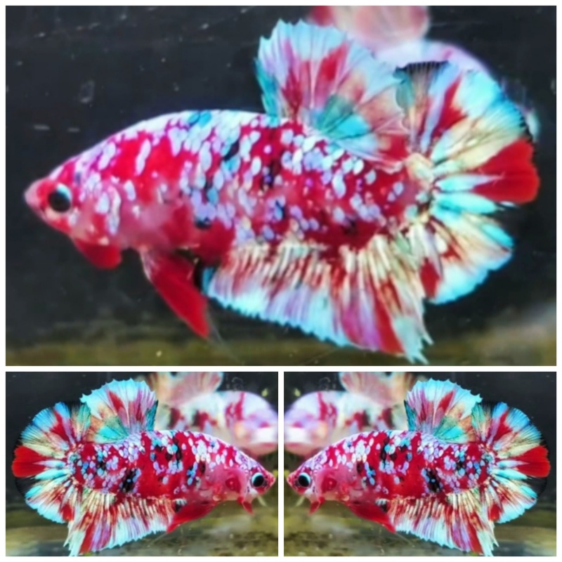 Pearly Barongsai