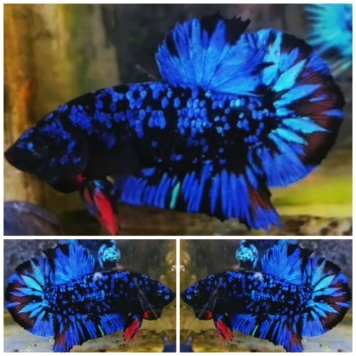 Avatar Gordon Blue