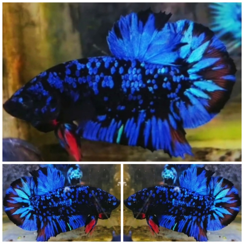 Avatar Gordon Blue