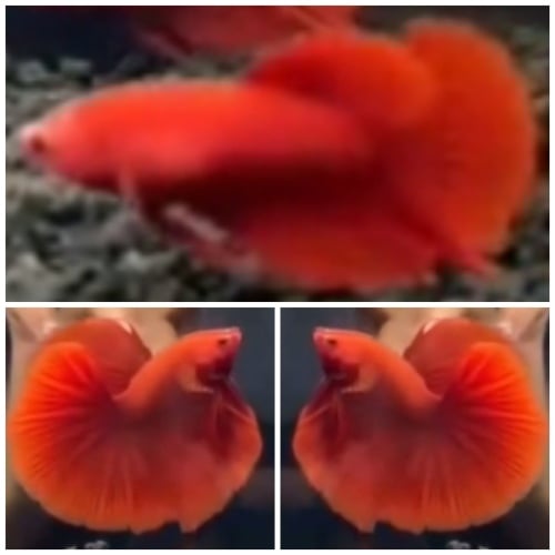 Pair Grade Super Red