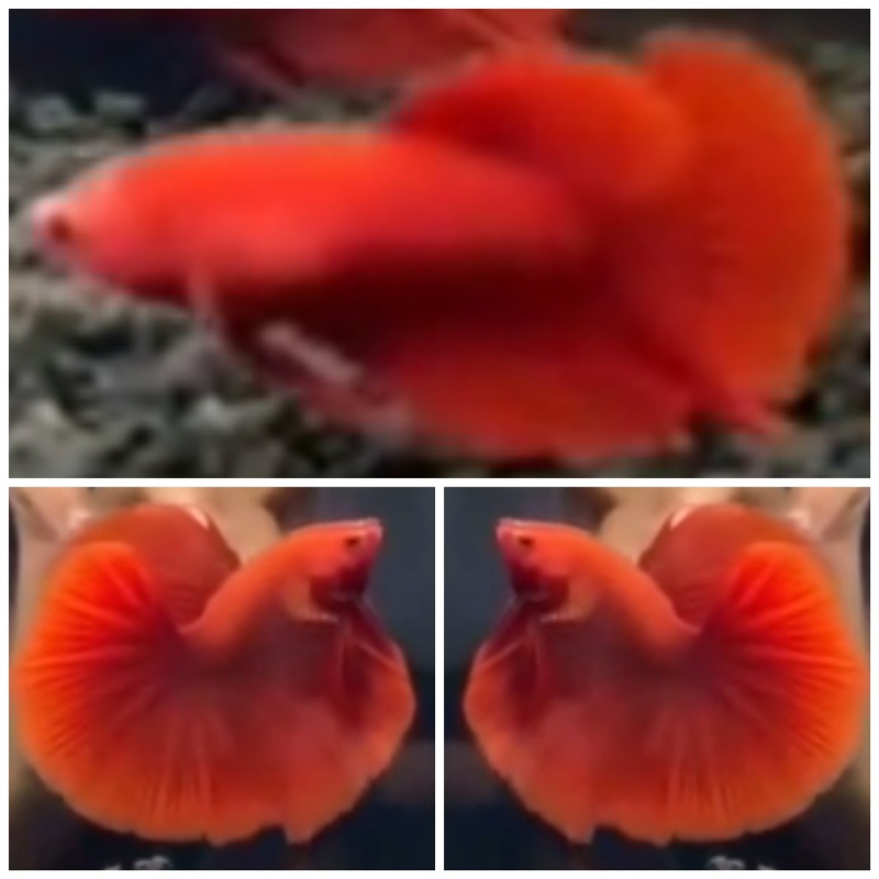 Pair Grade Super Red