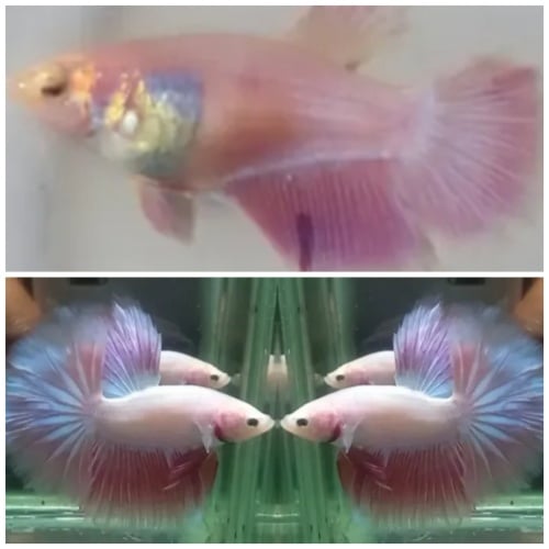 Pair Lovely Pink